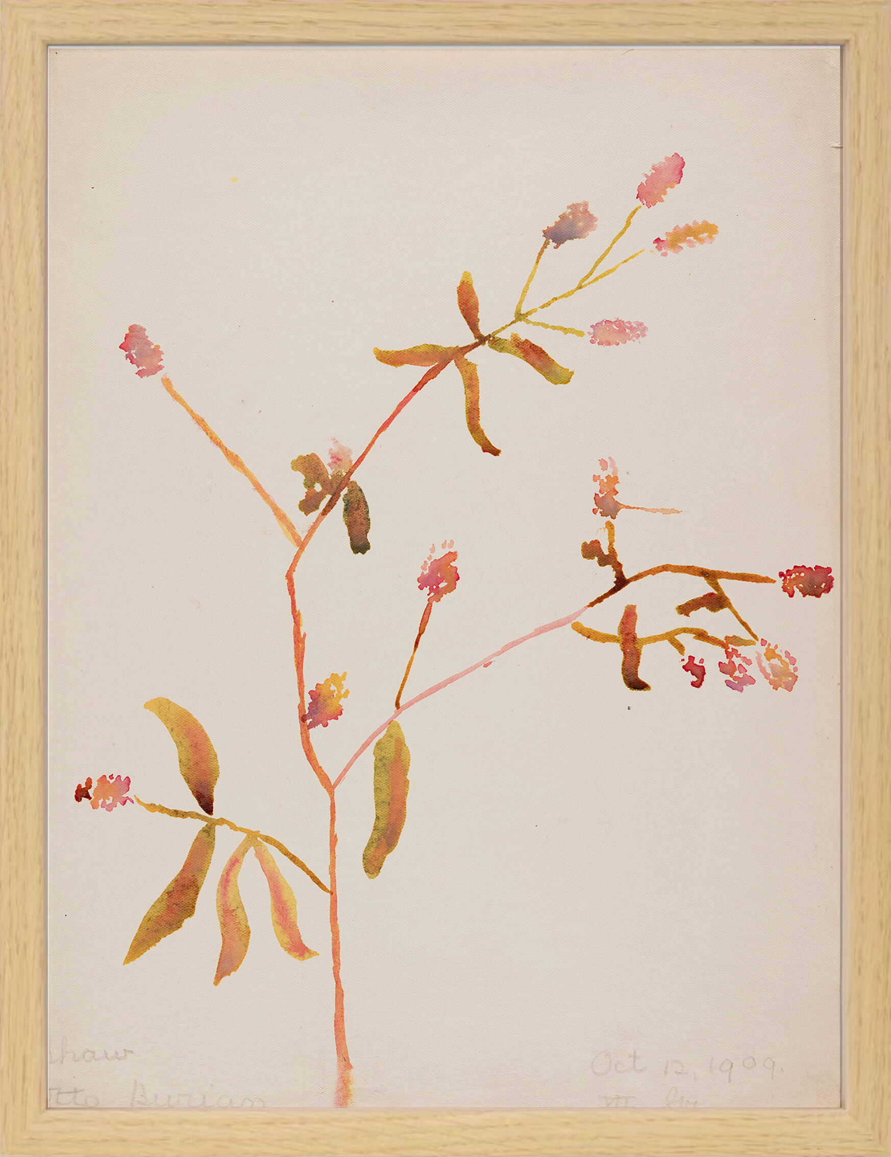 Watercolor illustration flowers