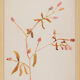 Watercolor illustration flowers