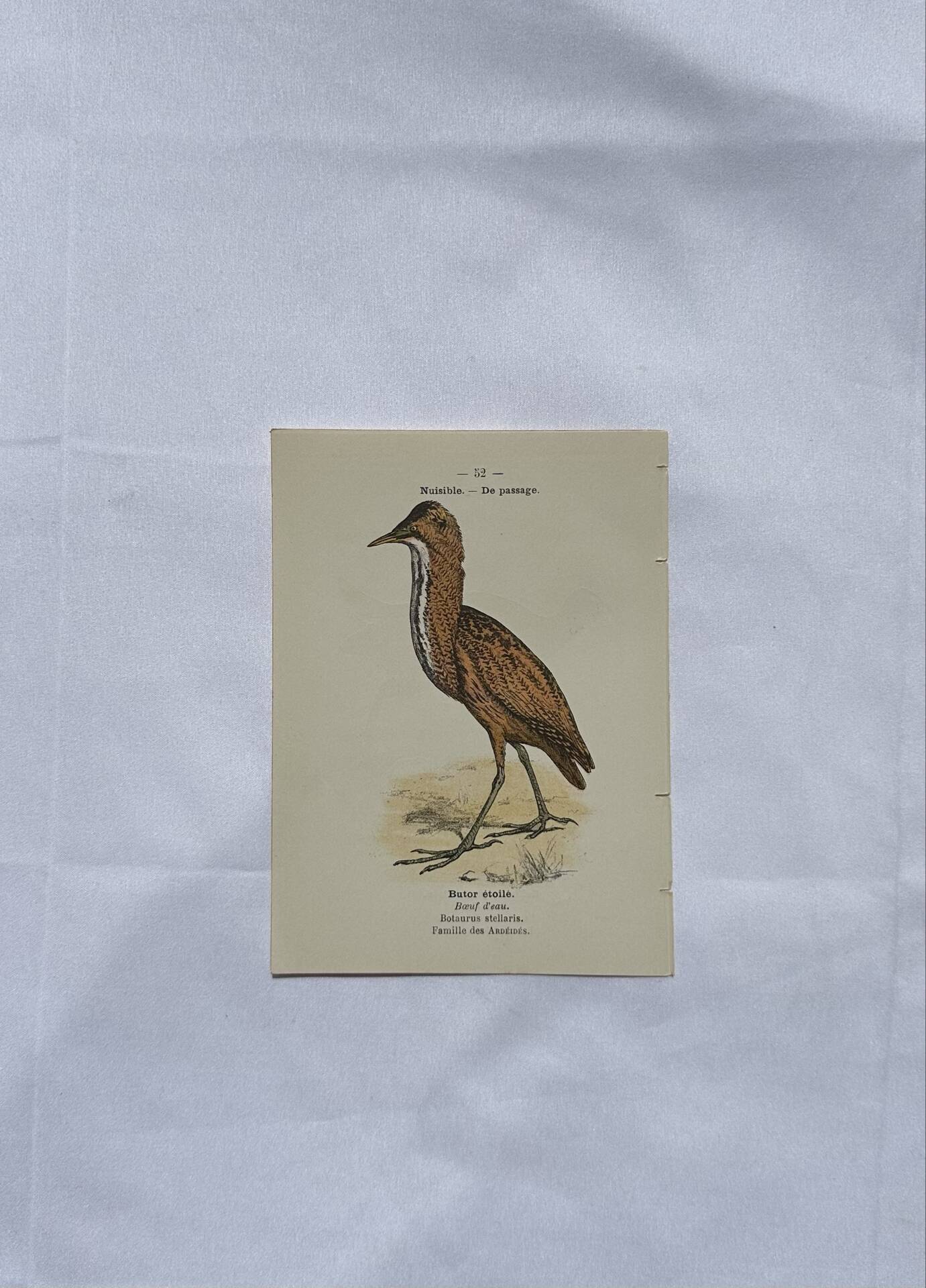 🐦 Botanical Plate Engraving of Birds Naturalist 19th Century Double-Sided A
