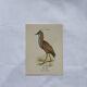 🐦 Botanical Plate Engraving of Birds Naturalist 19th Century Double-Sided A