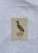 Planche Botanique Gravure oiseaux naturaliste  19eme recto verso  A