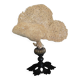 Cabinet of Curiosities sponge carteriospongia foliascens on base