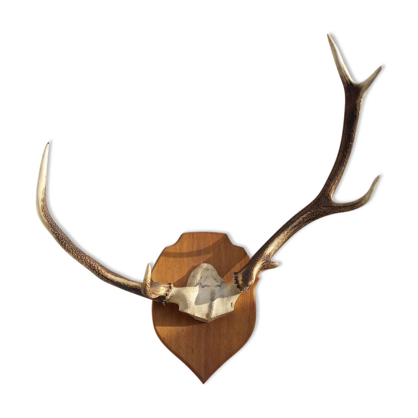 Deer antler Trophy