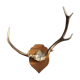 Deer antler Trophy