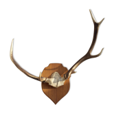 Trophée bois de cerf