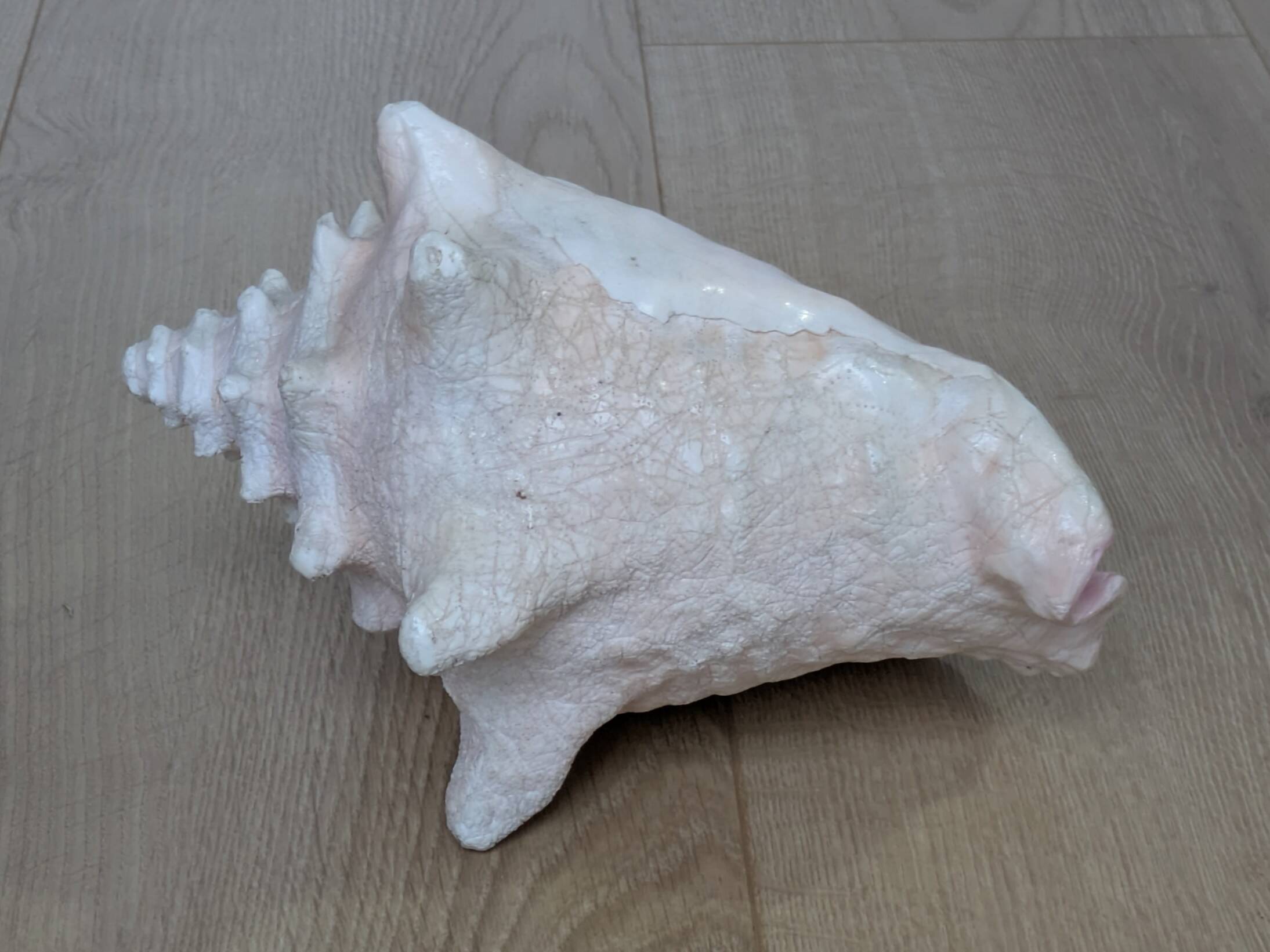 Heavy Marine Shell "Lambi" (Strombus Gigas) - Pink Interior - 1.37 kg