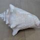 Heavy Marine Shell "Lambi" (Strombus Gigas) - Pink Interior - 1.37 kg