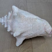 Heavy Marine Shell "Lambi" (Strombus Gigas) - Pink Interior - 1.37 kg