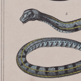 Lithography engraving vintage snakes - 1850