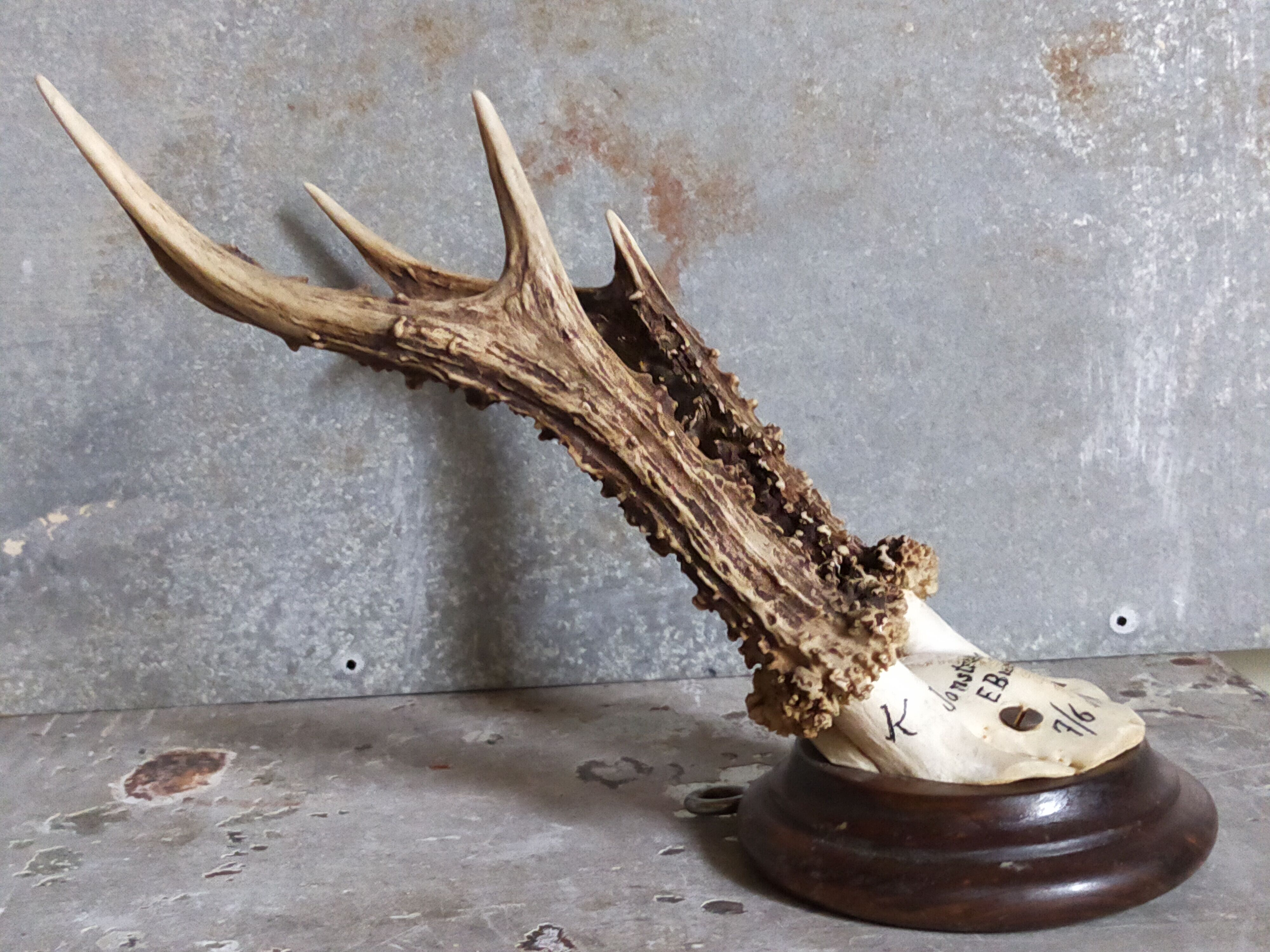 Vintage Scandinavian Hunting Trophy