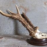 Vintage Scandinavian Hunting Trophy