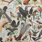 Zoological poster Birds - Vintage print 1912