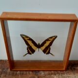 Butterfly frame