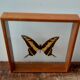 Butterfly frame