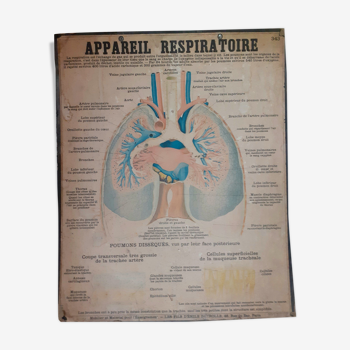 Educational board Deyrolle anatomical respiratory system - lung