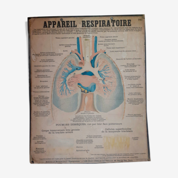 Planche pédagogique Deyrolle anatomique appareil respiratoire - poumon