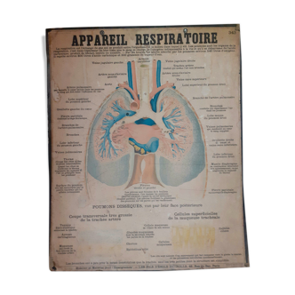 Planche pédagogique Deyrolle anatomique appareil respiratoire - poumon