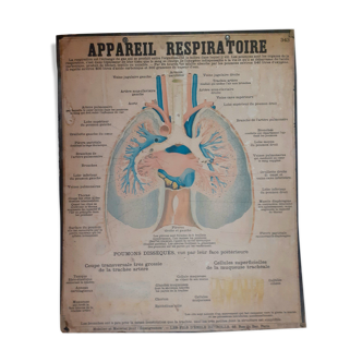 Educational board Deyrolle anatomical respiratory system - lung