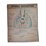 Educational board Deyrolle anatomical respiratory system - lung