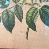 Floral lithography