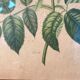 Floral lithography