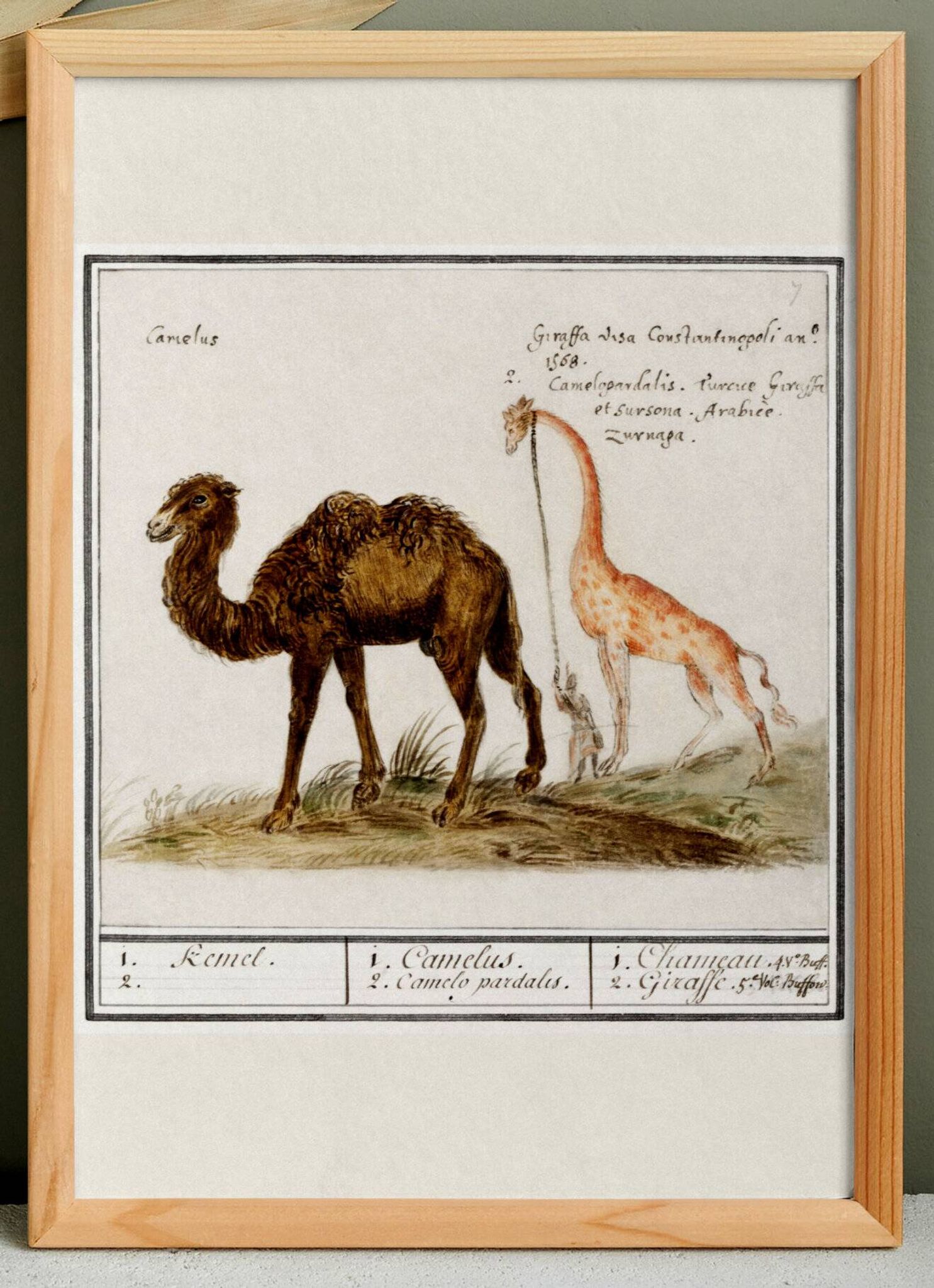 Small poster about a camel and a giraffe, based on an old engraving