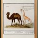 Small poster about a camel and a giraffe, based on an old engraving