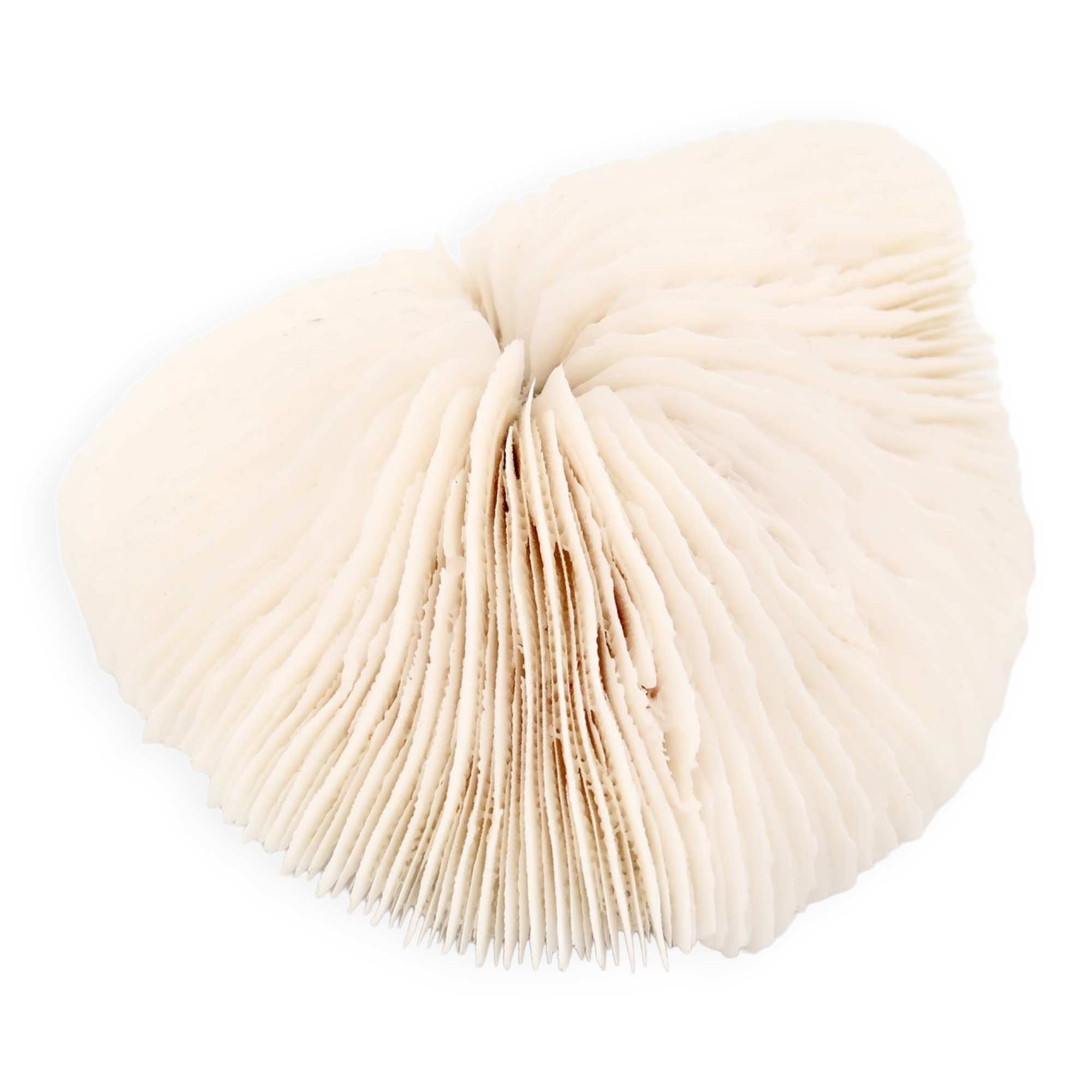 Corail blanc naturel, années 70