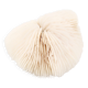 Corail blanc naturel, années 70