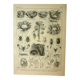 Antique engraving from 1921 - Cabbage - vintage vegetable garden and vegetable scene