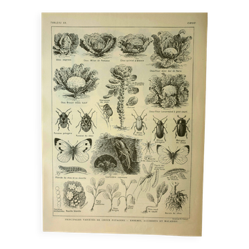 Gravure ancienne 1921 - Chou - planche potager et légume vintage