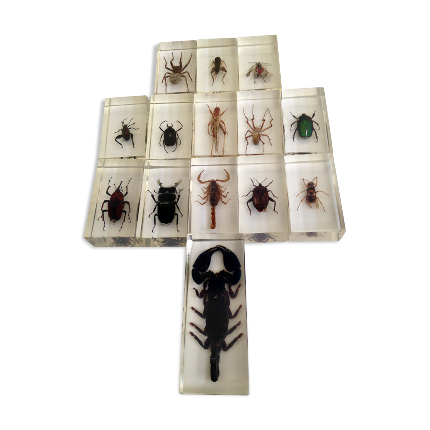 Insects in resin inclusion