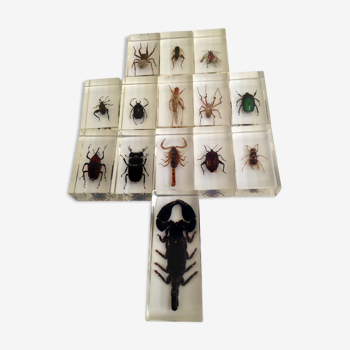 Insects in resin inclusion