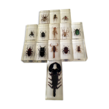 Insects in resin inclusion
