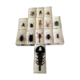 Insectes en inclusion résine