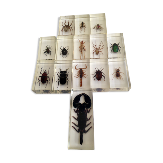 Insects in resin inclusion