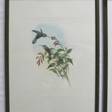 2 framed bird lithographs, vintage watercolor posters