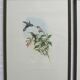 2 lithographies d'oiseaux encadrées, affiches aquarelles vintage