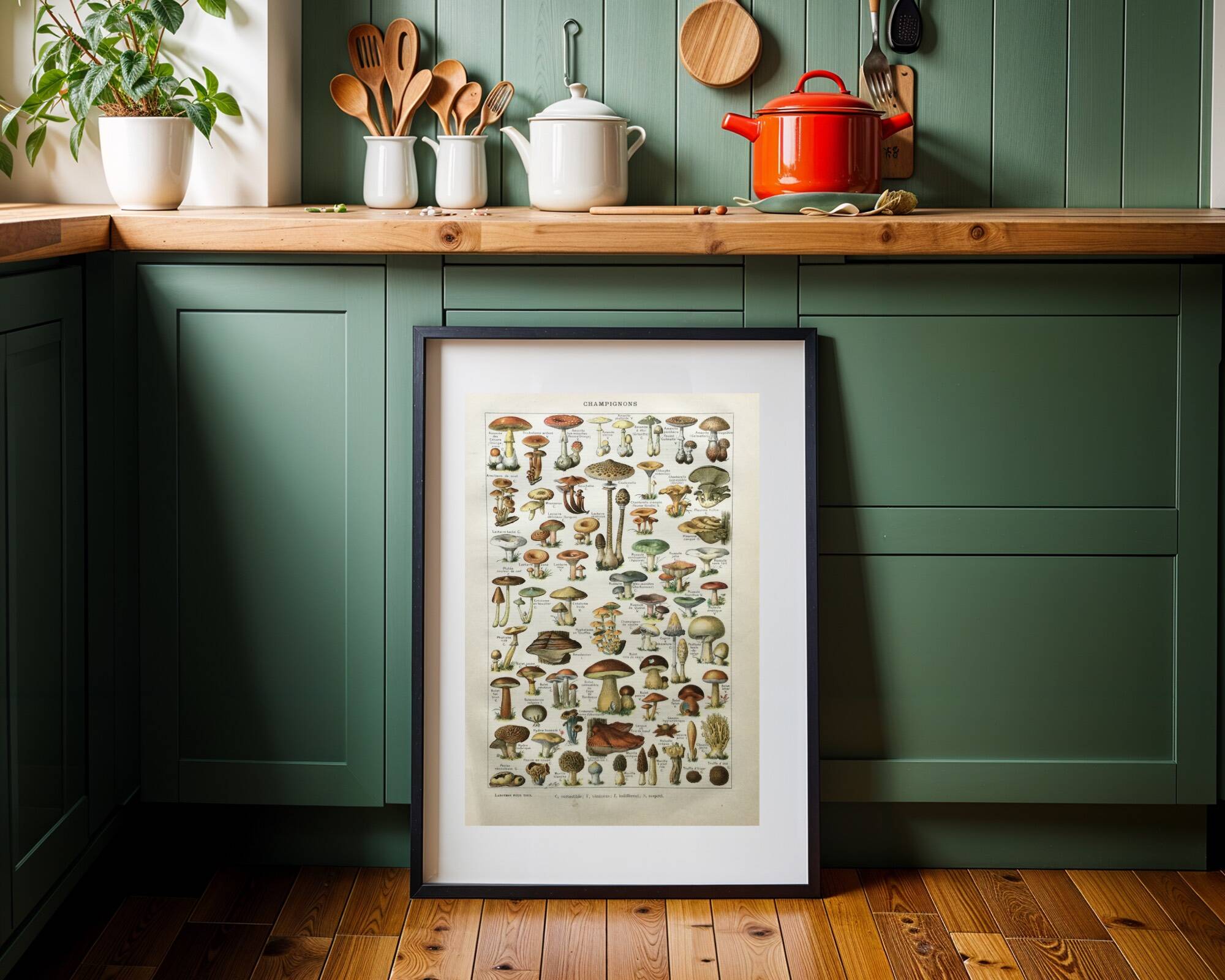 Old engraving 1897 - Mushrooms A. Millot - botanical plate