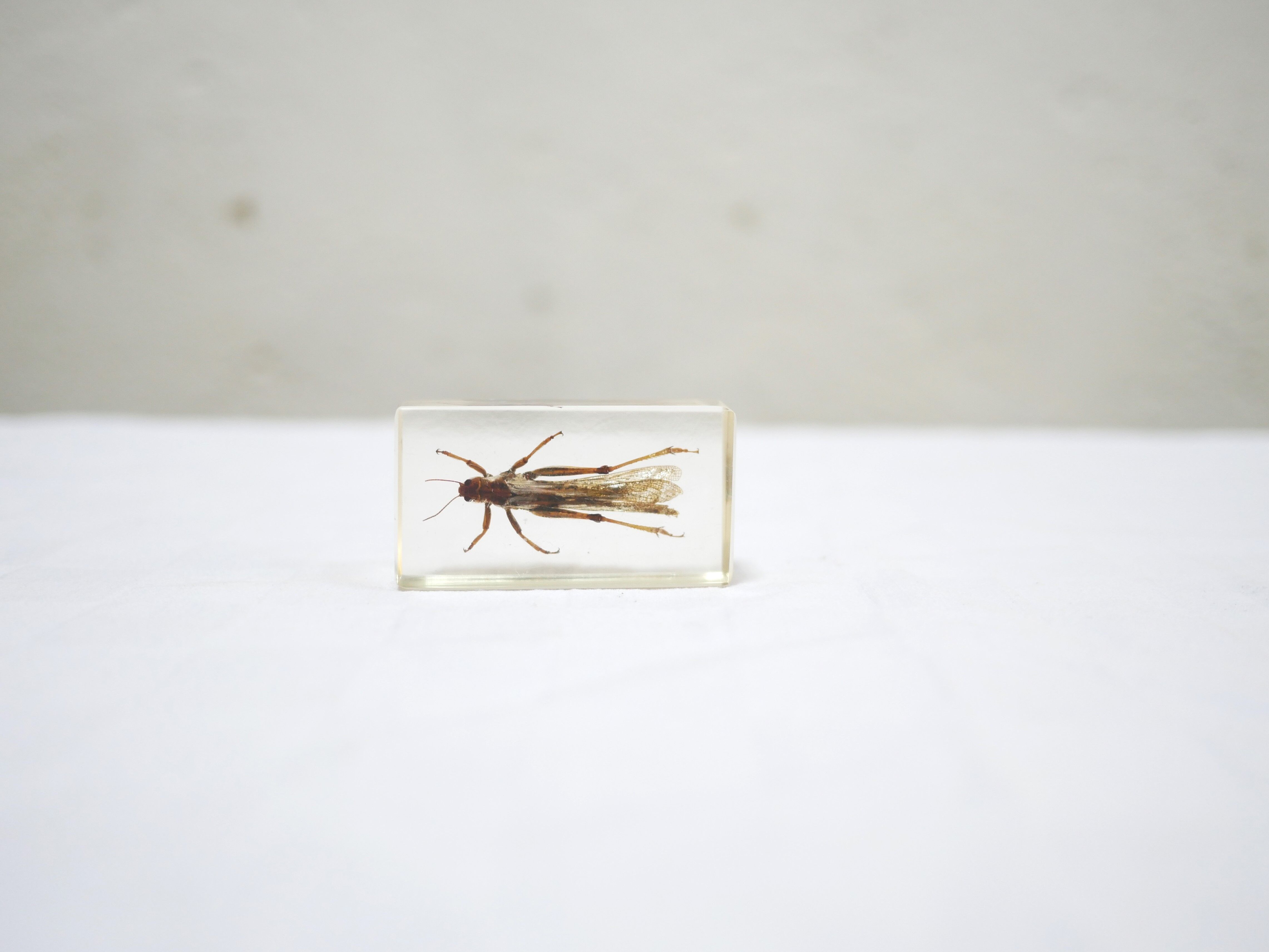 Insecte résine vintage