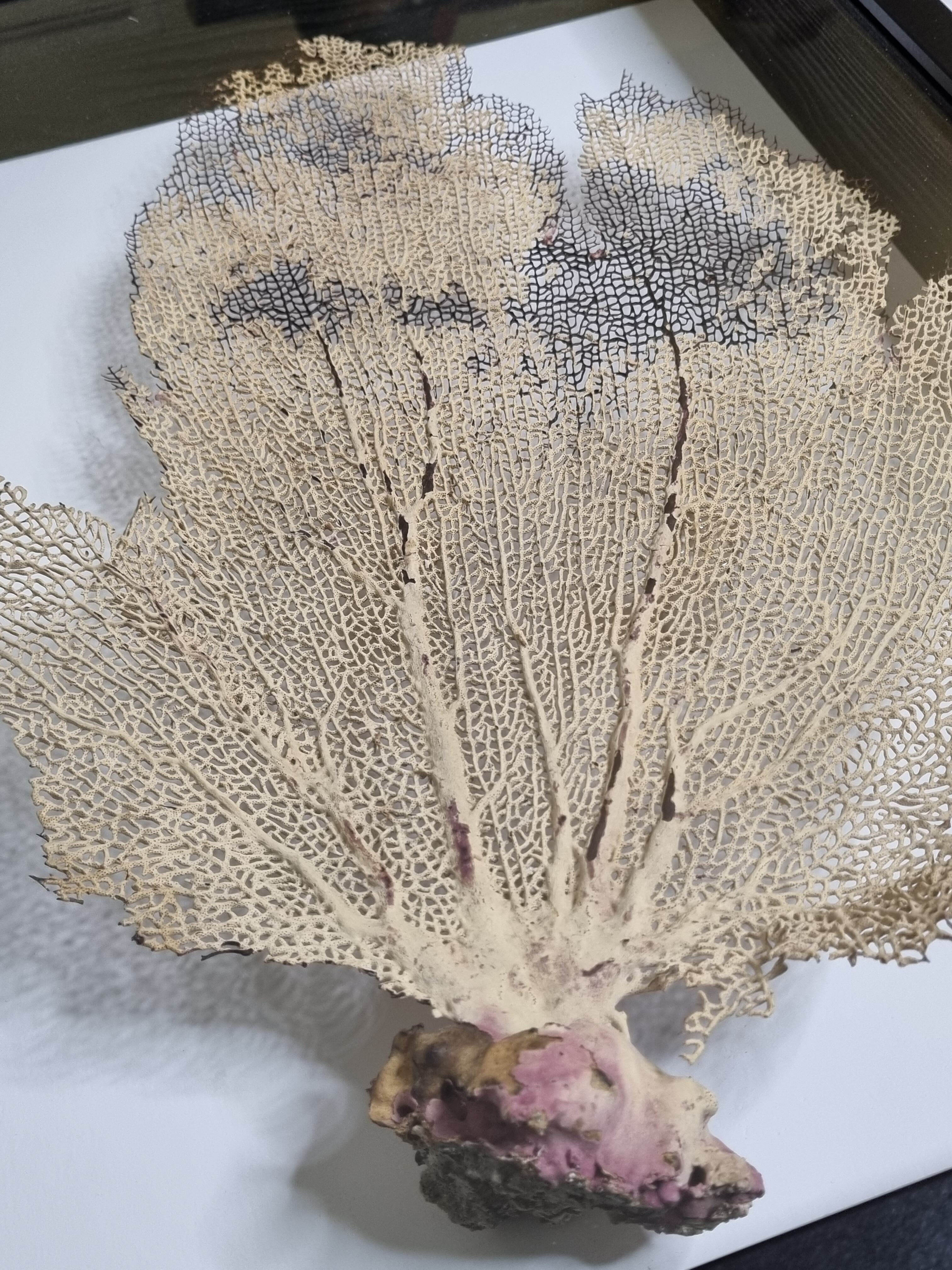 Coral branch old fan, under glass, 50 cm