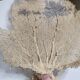 Coral branch old fan, under glass, 50 cm