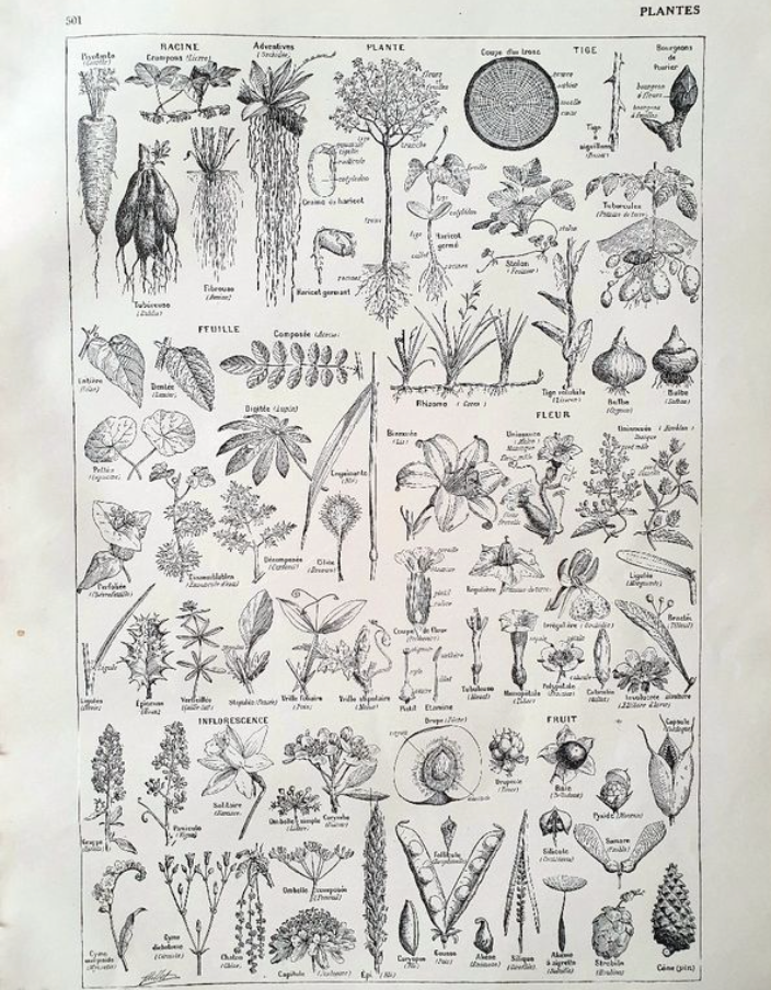 Botanical plate 40s black and white