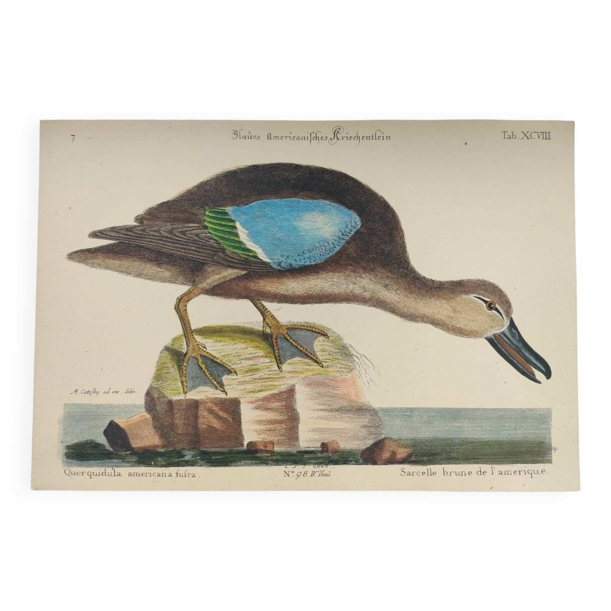Old bird engraving - Brown Teal - Zoological plate by Seligmann & Catesby de Canard