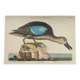 Old bird engraving - Brown Teal - Zoological plate by Seligmann & Catesby de Canard