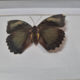 Papillon naturalisé Ruspina, 1980