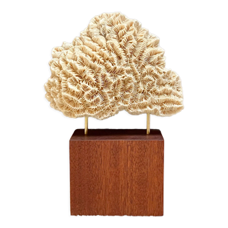 Fossil coral on pedestal