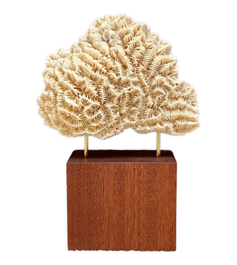 Corail fossile sur socle