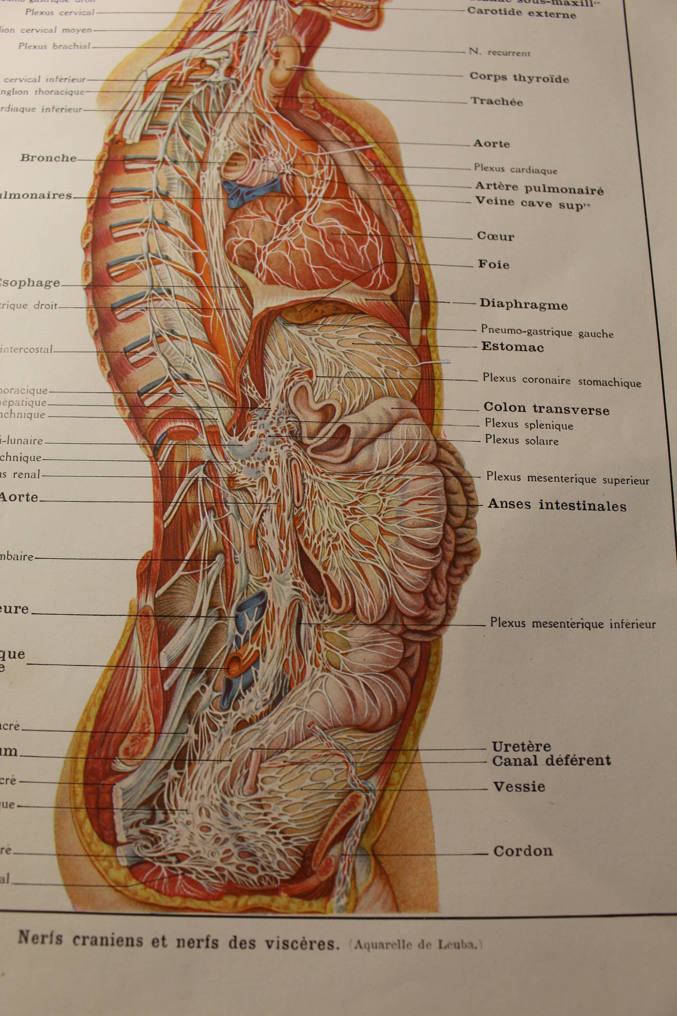 Medical board - anatomy - brain (nerves from...)