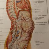 Planche médicale - anatomie - cerveau (nerfs partant du...)